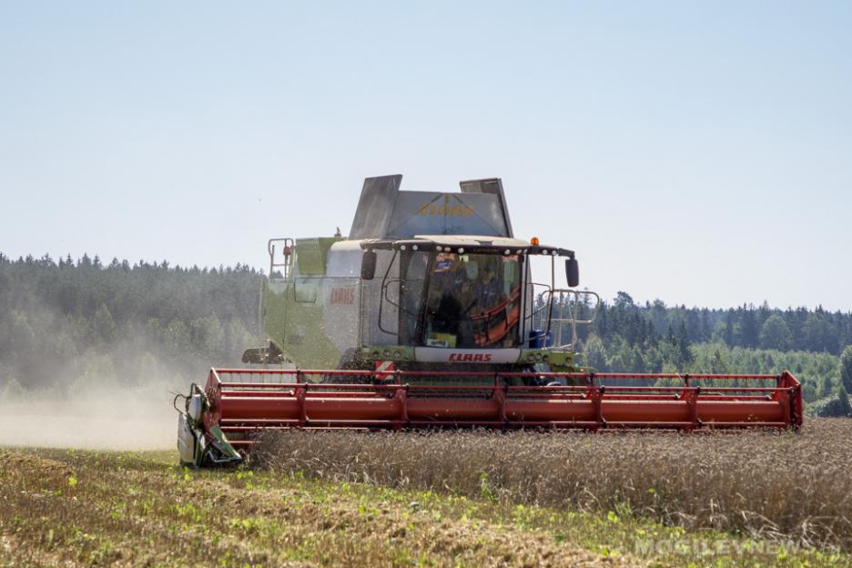 Зерновые и зернобобовые культуры в Беларуси убраны на 98,9% площадей