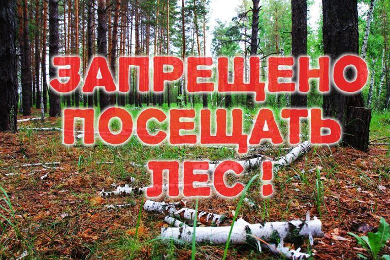 С 26 августа в Кличевском районе введен запрет на посещение лесов
