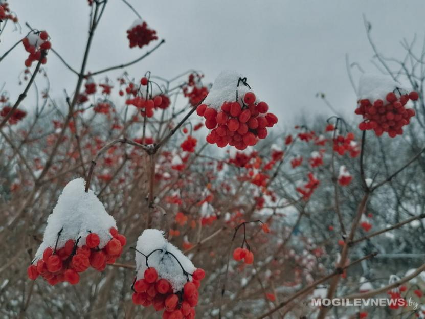 Прогноз погоды в Могилевской области на начало недели: кратковременный мокрый снег, местами гололедица