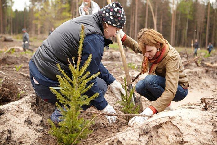 Акция “Неделя леса” на Могилевщине: будет высажено 3 млн деревьев